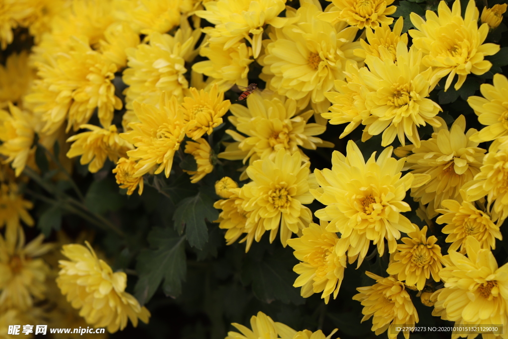 黄色的菊花背景图片