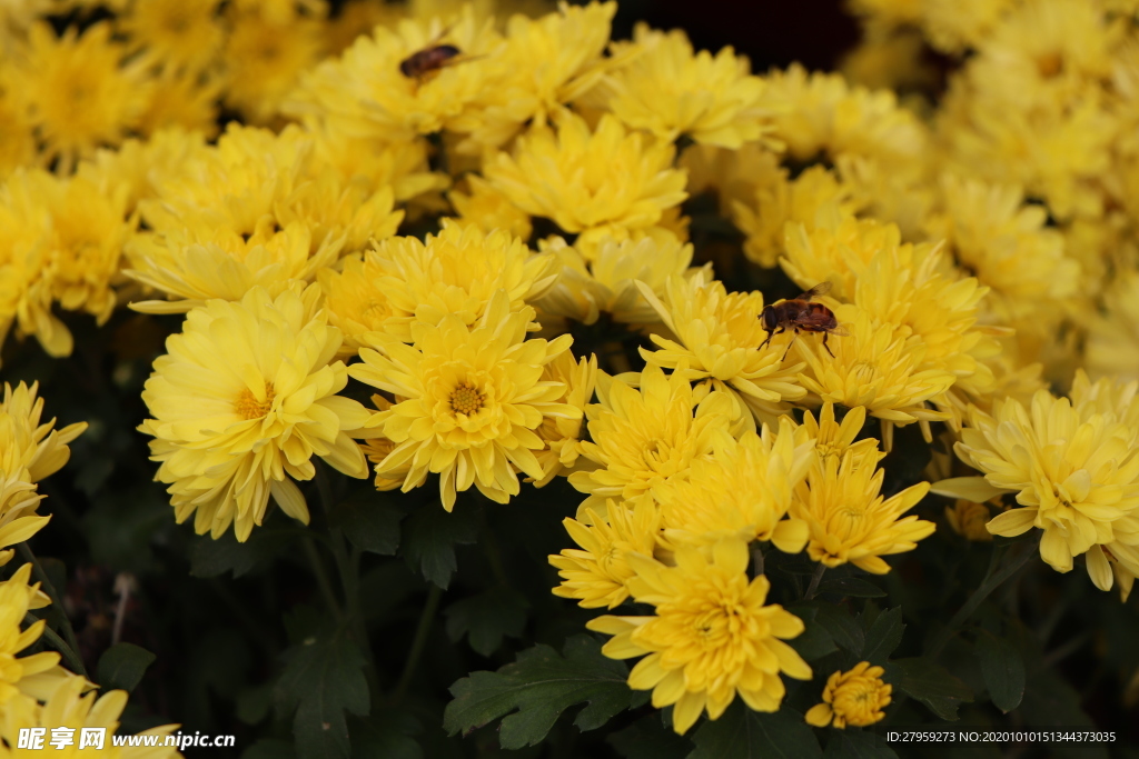 黄色的菊花图片