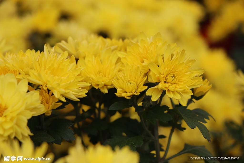 黄色菊花图片