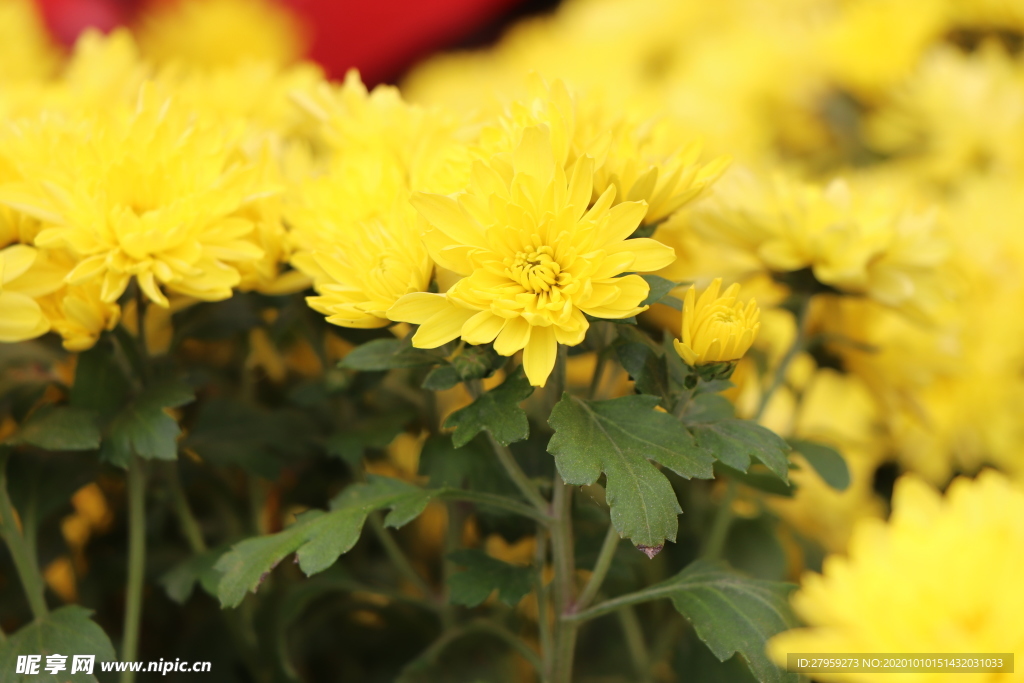 黄色的菊花图片
