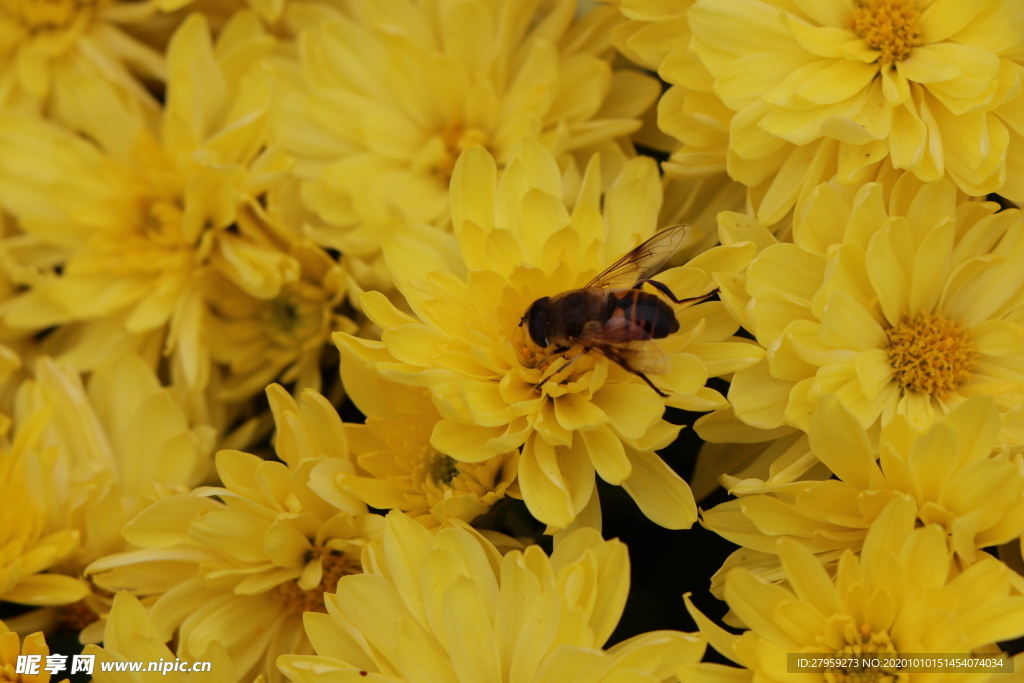 黄色的菊花背景图片
