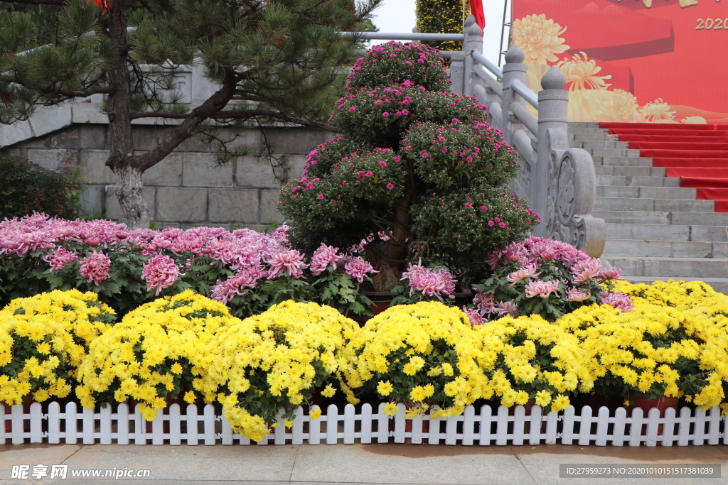 菊花盆栽盆景造型图片