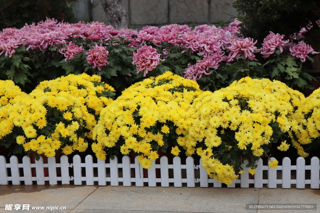 菊花盆栽盆景造型图片