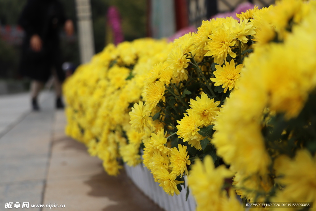 菊花盆栽盆景造型图片