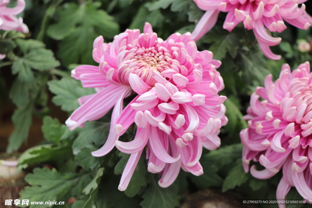 粉色的菊花图片