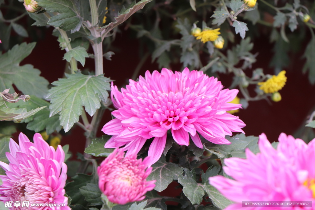 粉色菊花图片