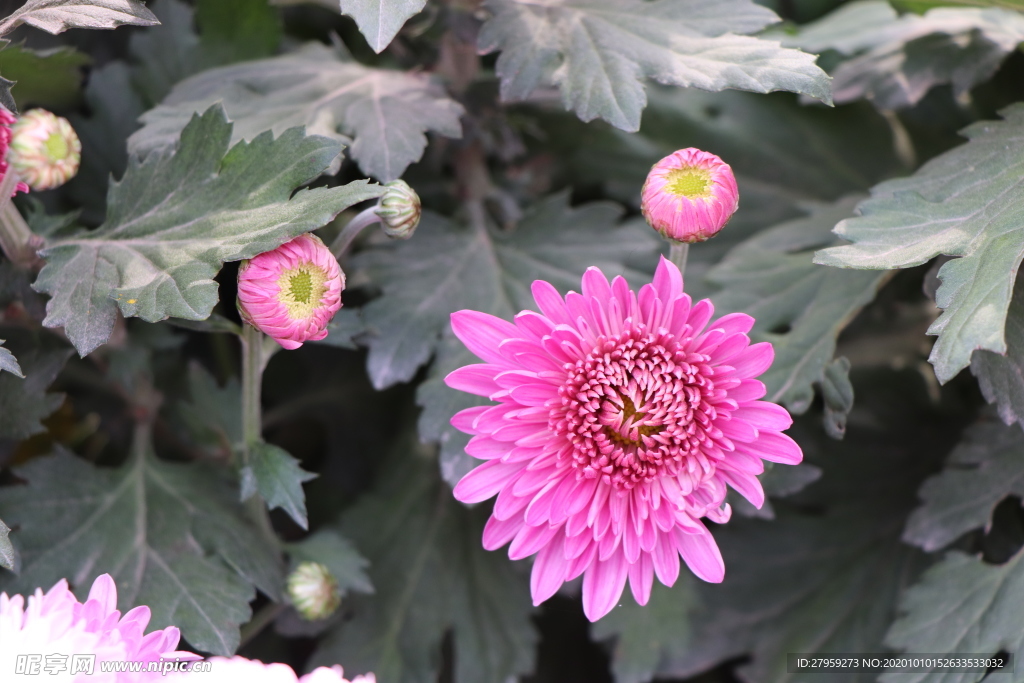 粉色菊花图片