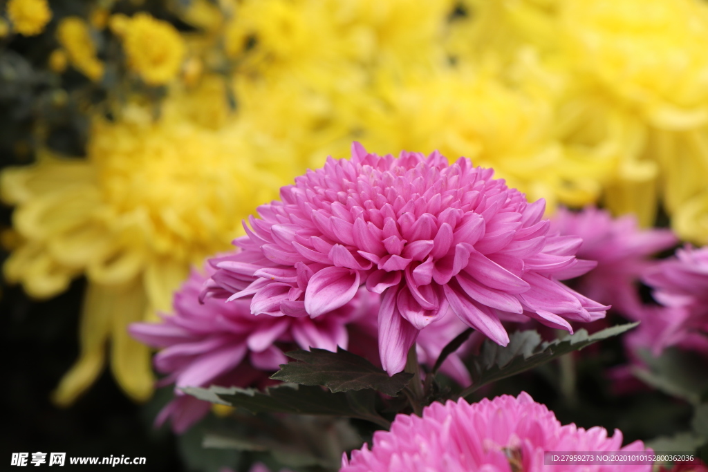 粉色菊花图片