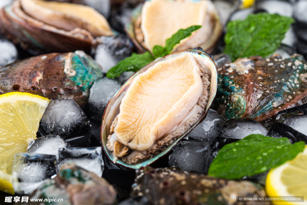海鲜鲍鱼食材背景海报素材