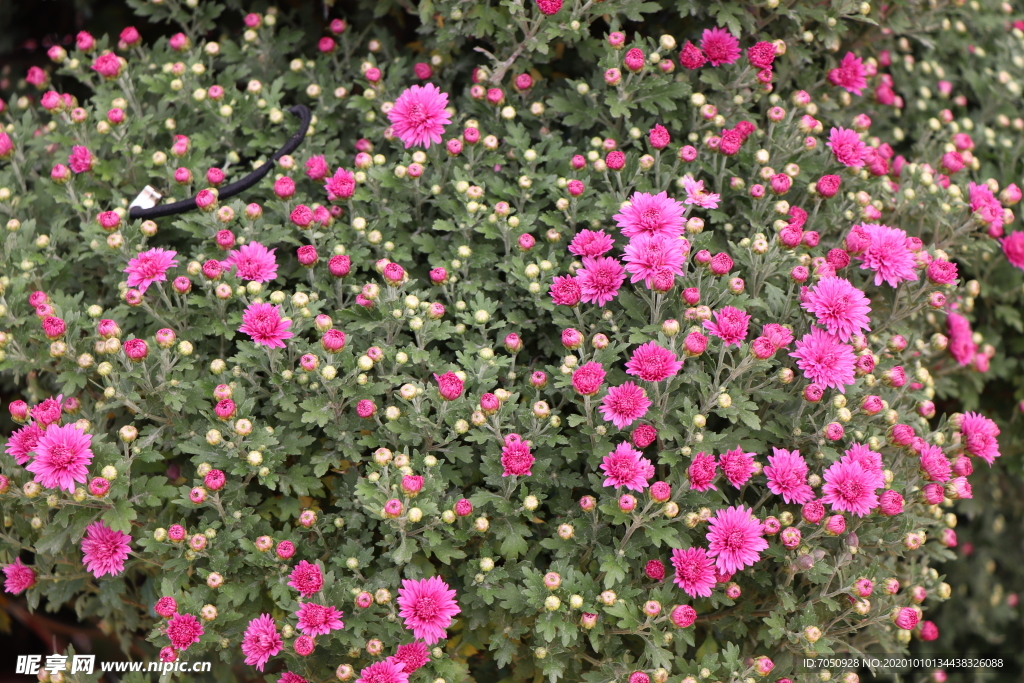 粉色千头菊图片