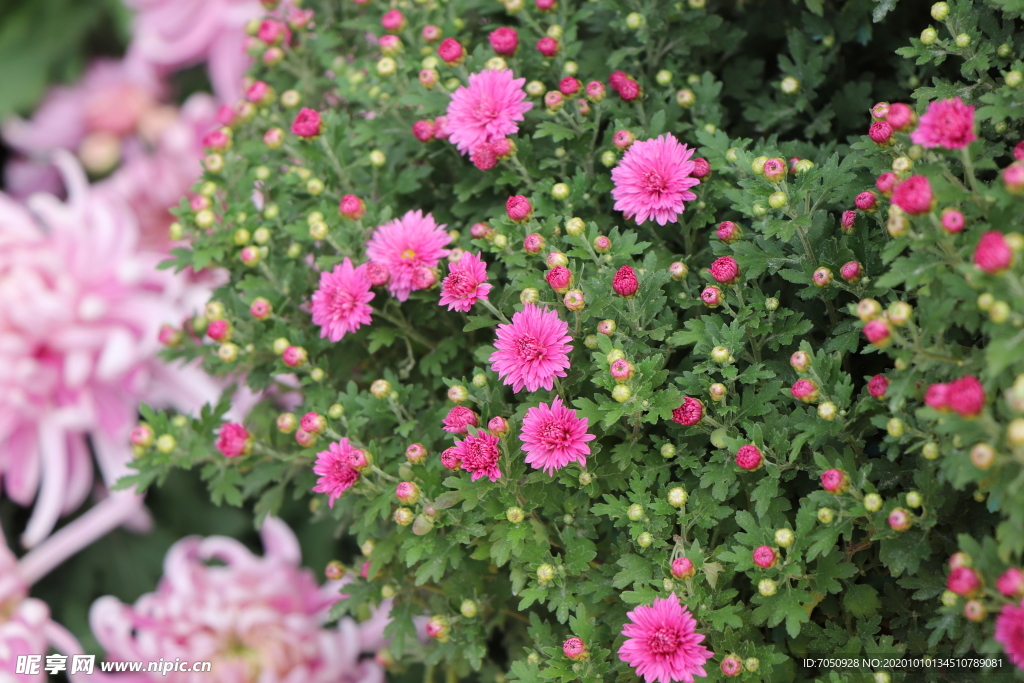 红色千头菊图片