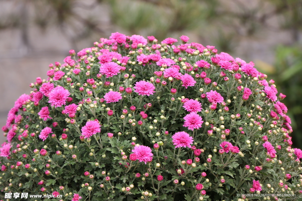 粉色千头菊图片
