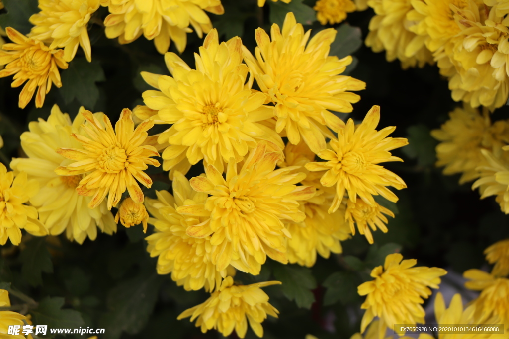 黄色菊花图片