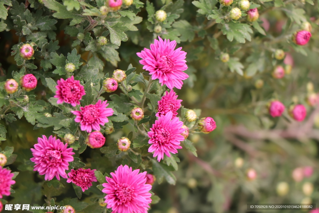 红色千头菊图片