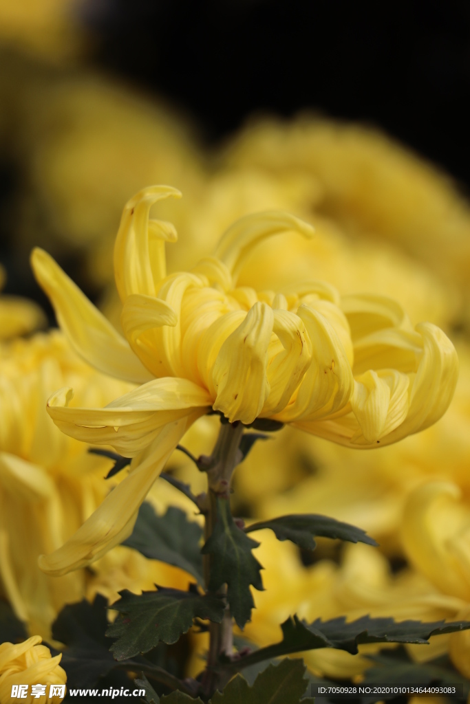 黄色菊花图片