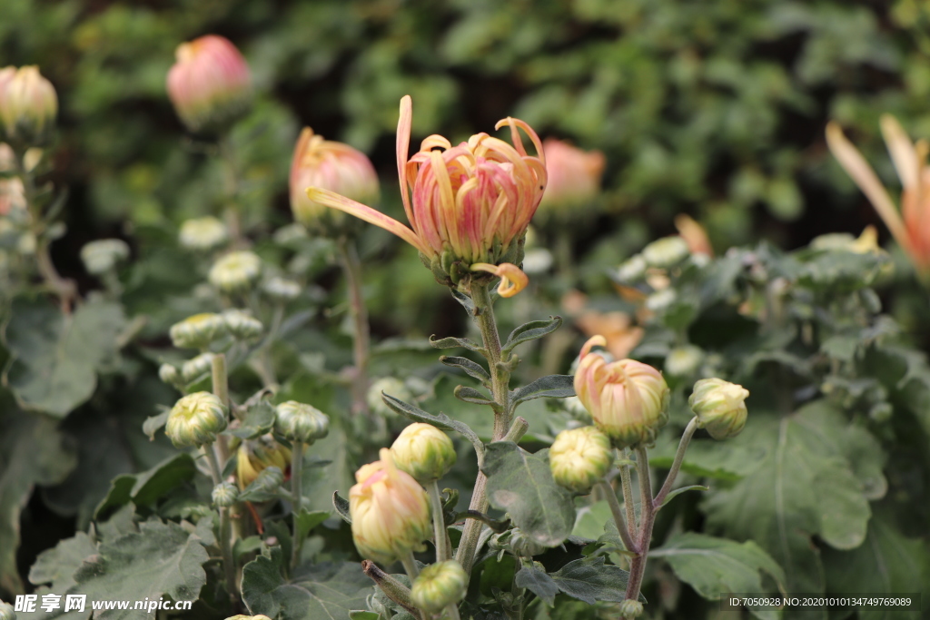 黄粉色菊花图片