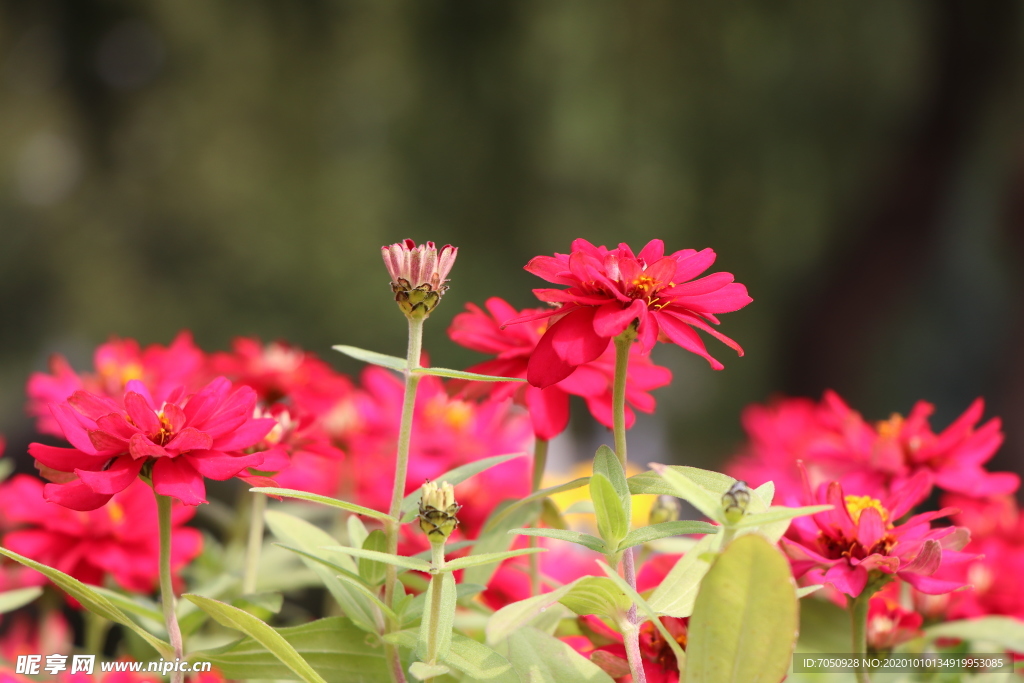 红色波斯菊图片