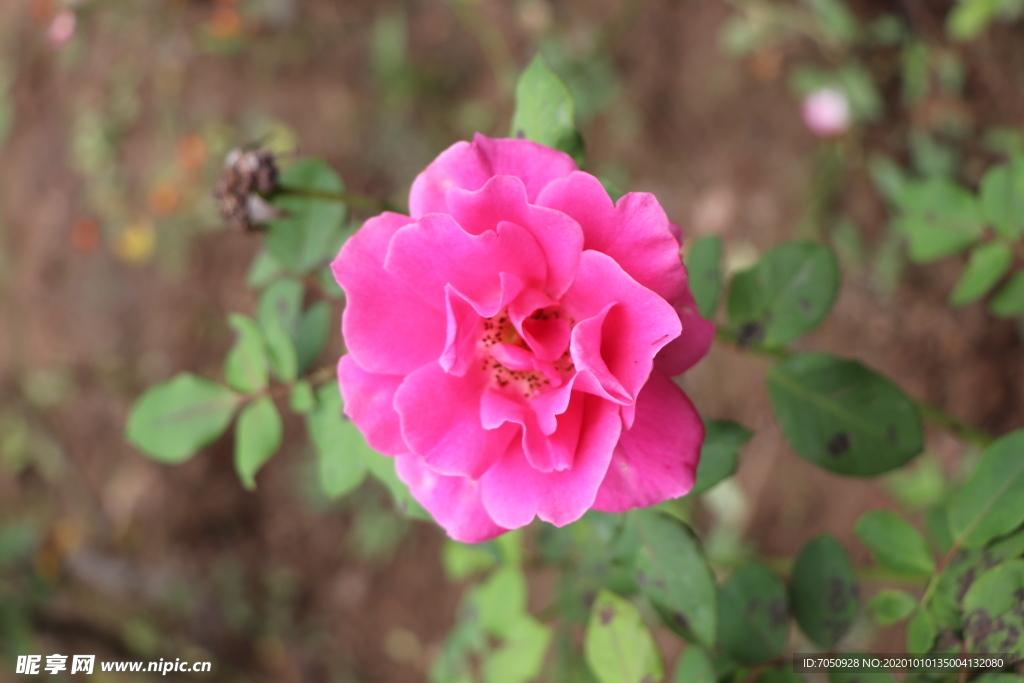 粉色月季花图片