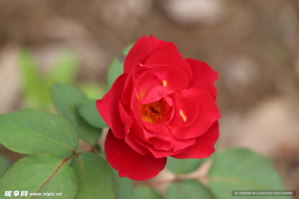 红色月季花图片