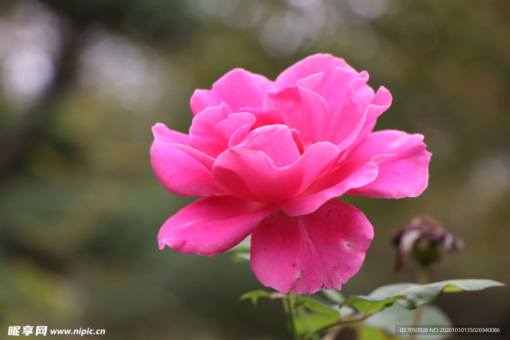 粉色月季花图片