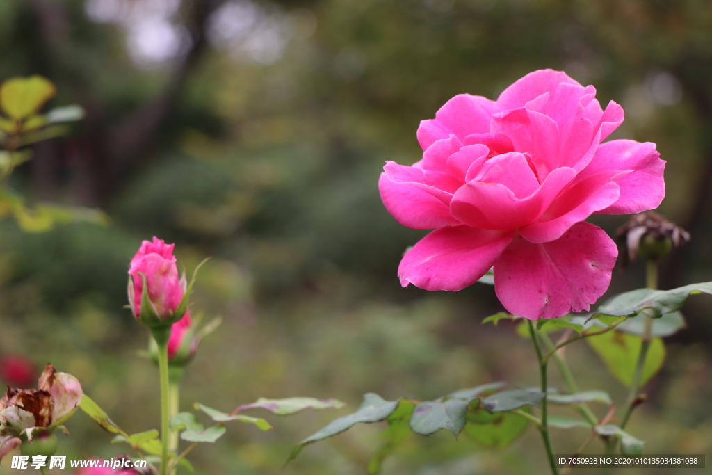 粉色月季花图片