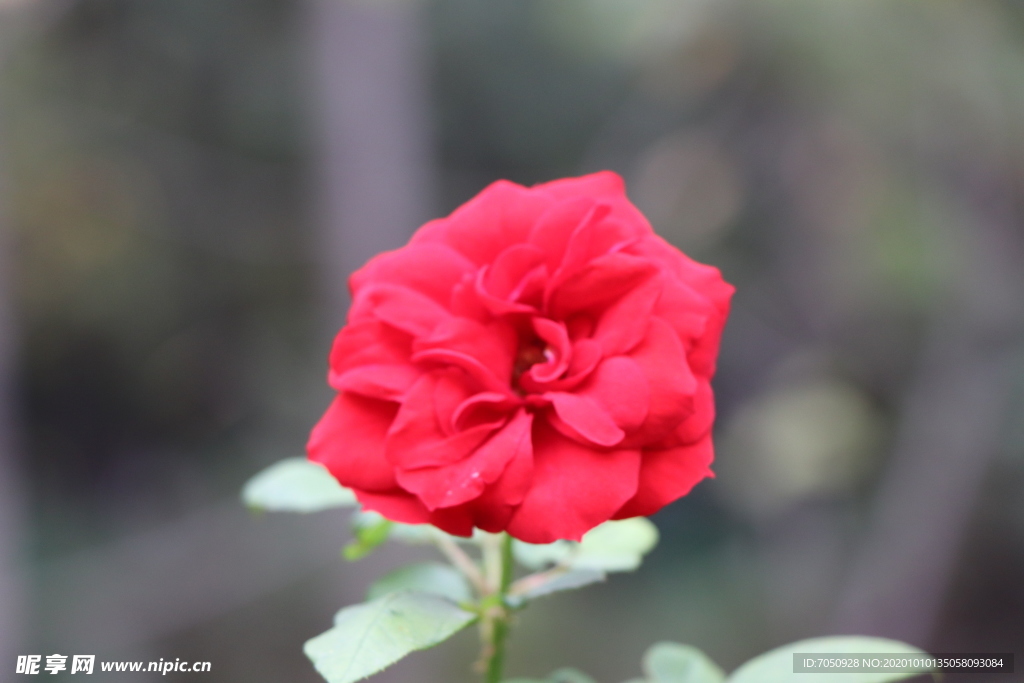 红色月季花图片