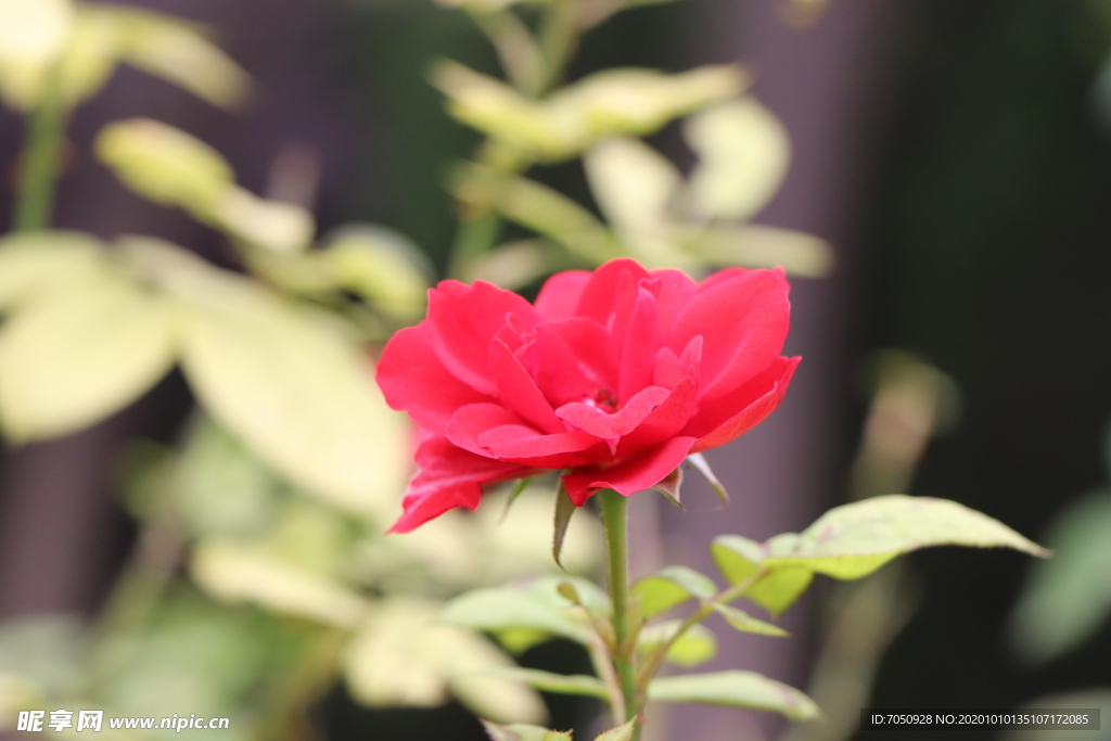 红色月季花图片