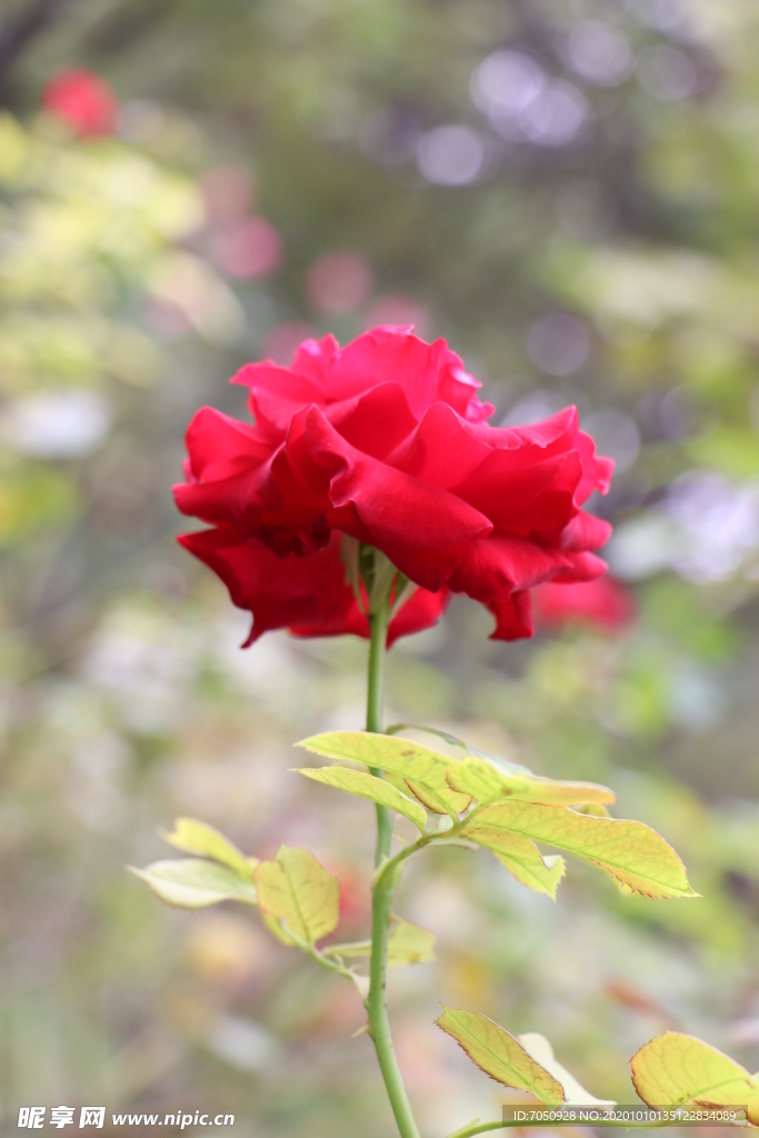 红色月季花图片