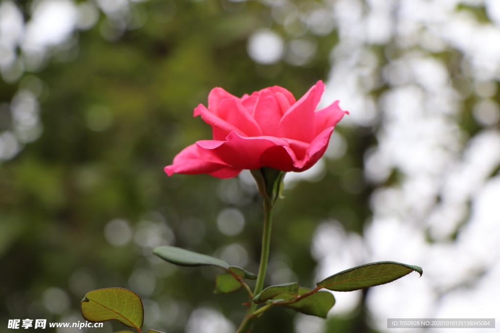 红色月季花图片