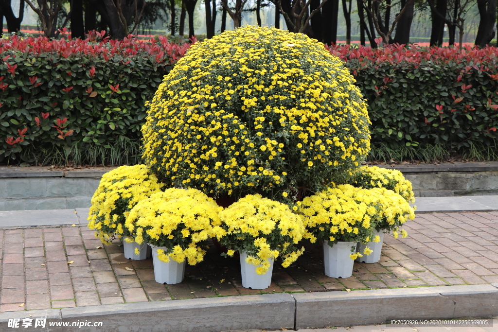 菊花盆栽盆景造型图片