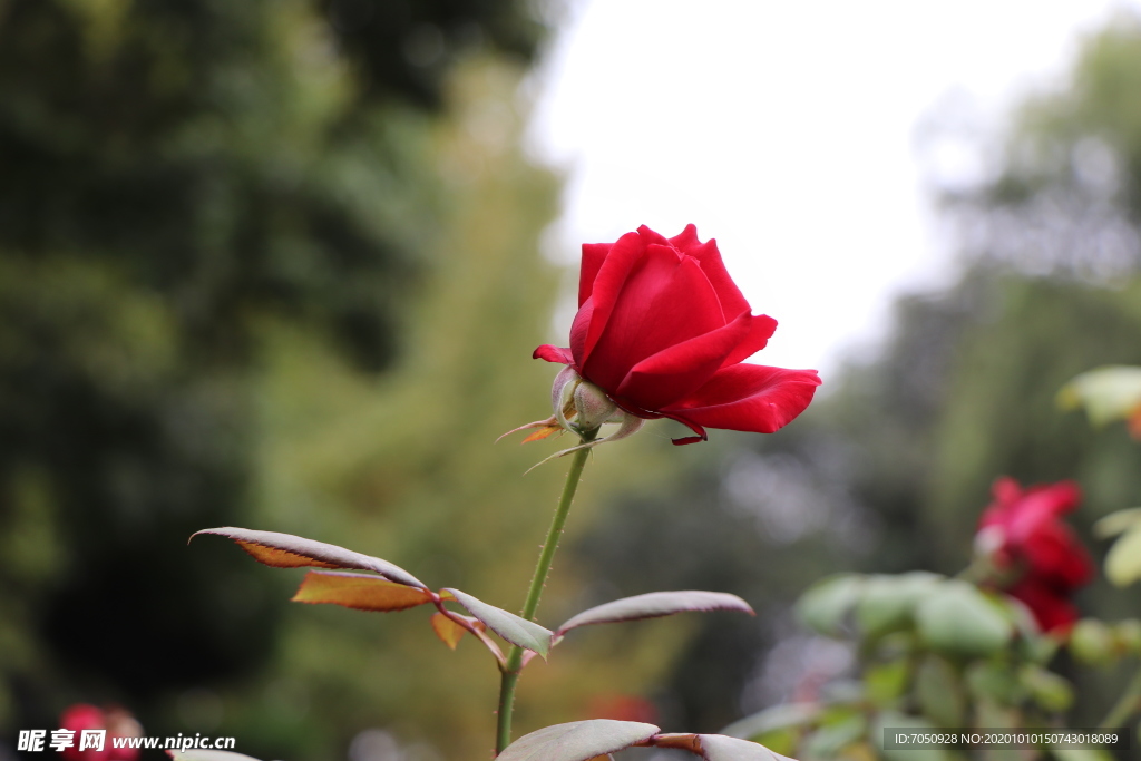 红色月季花图片