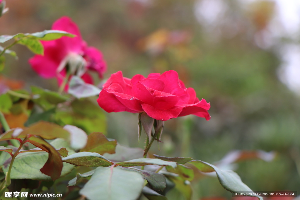红色月季花图片