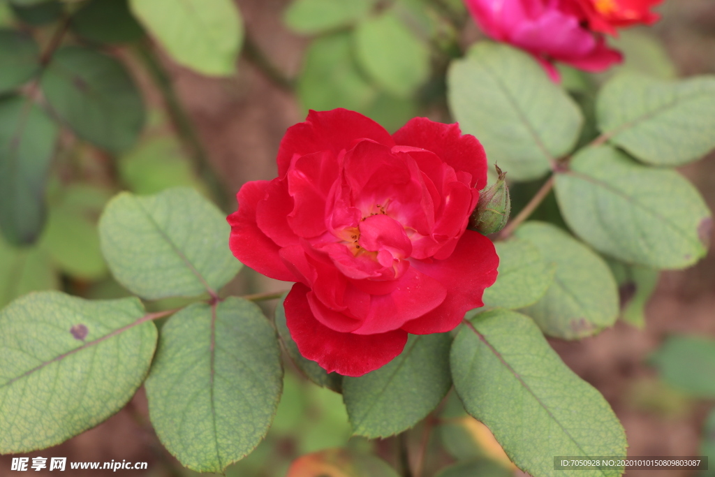 红色月季花图片