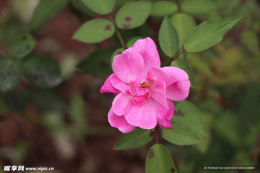 粉色月季花图片
