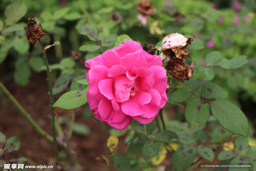 粉红色月季花图片