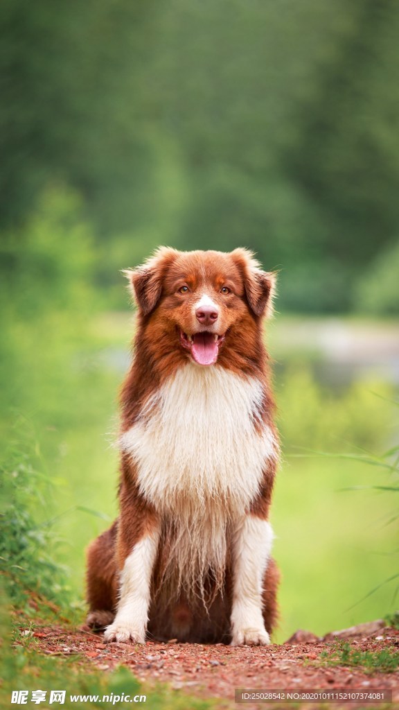 宠物狗狗动物手机高清壁纸