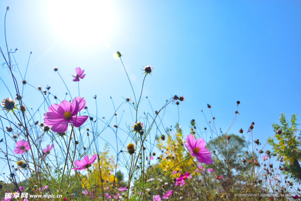 花