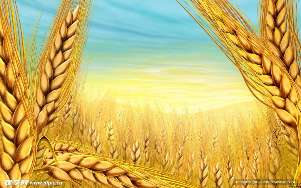 麦穗高清图
