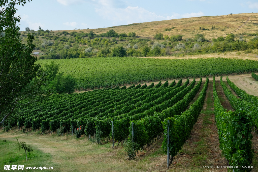 葡萄园