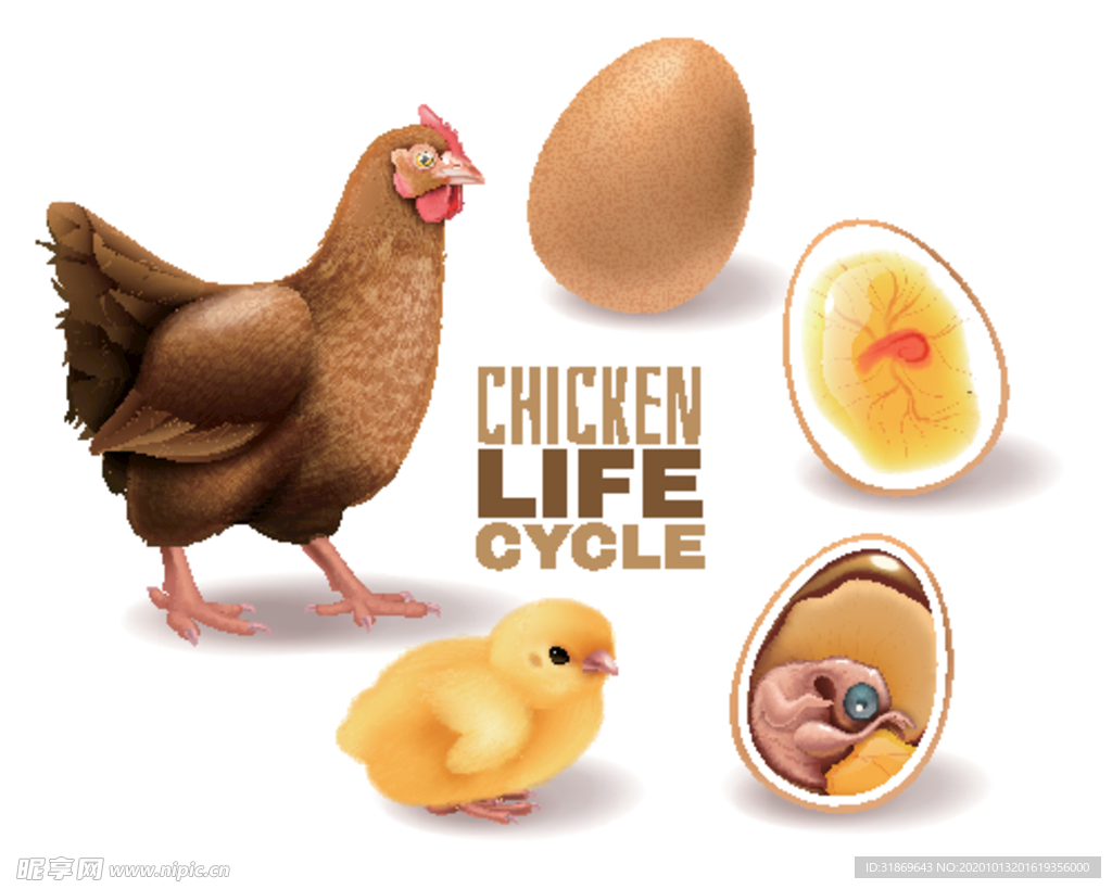 鸡 卡通鸡 鸡肉 鸡蛋 手绘鸡