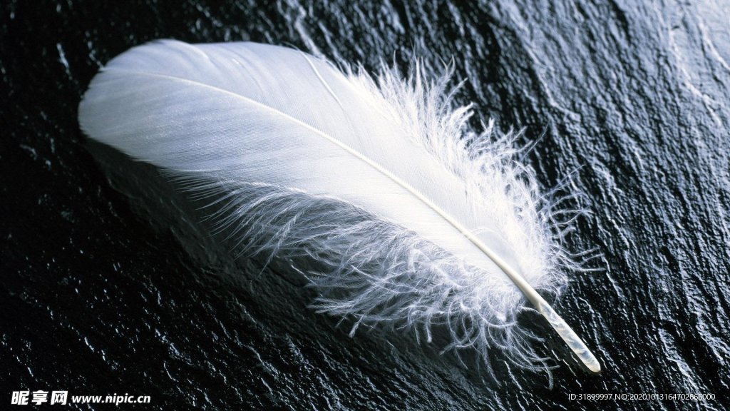 可爱羽毛摄影壁纸图片