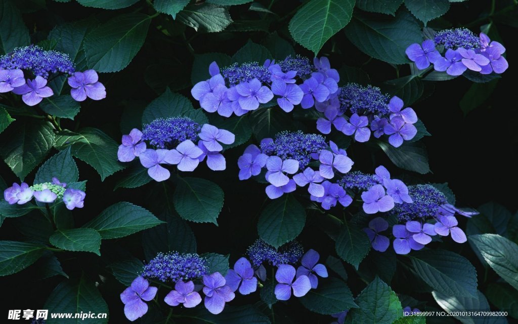 紫罗兰植物图片