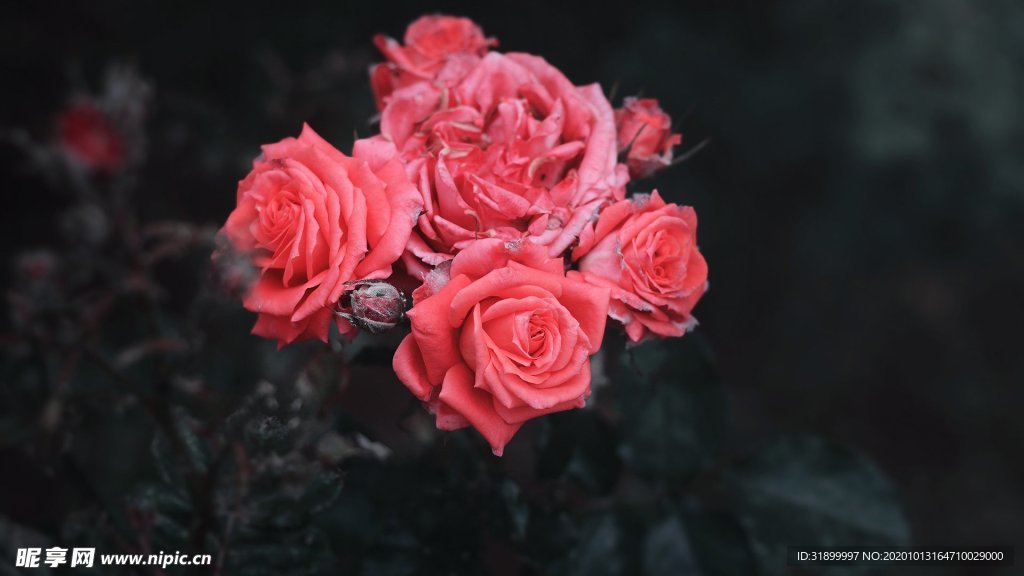 粉红玫瑰摄影图片