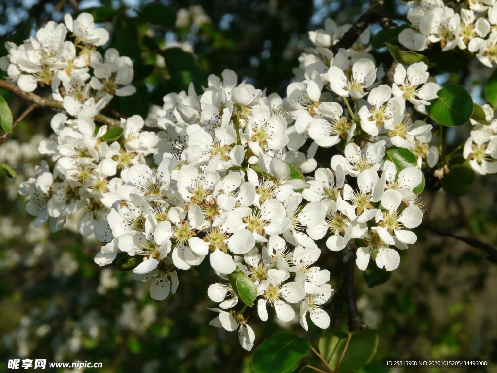 梨树花
