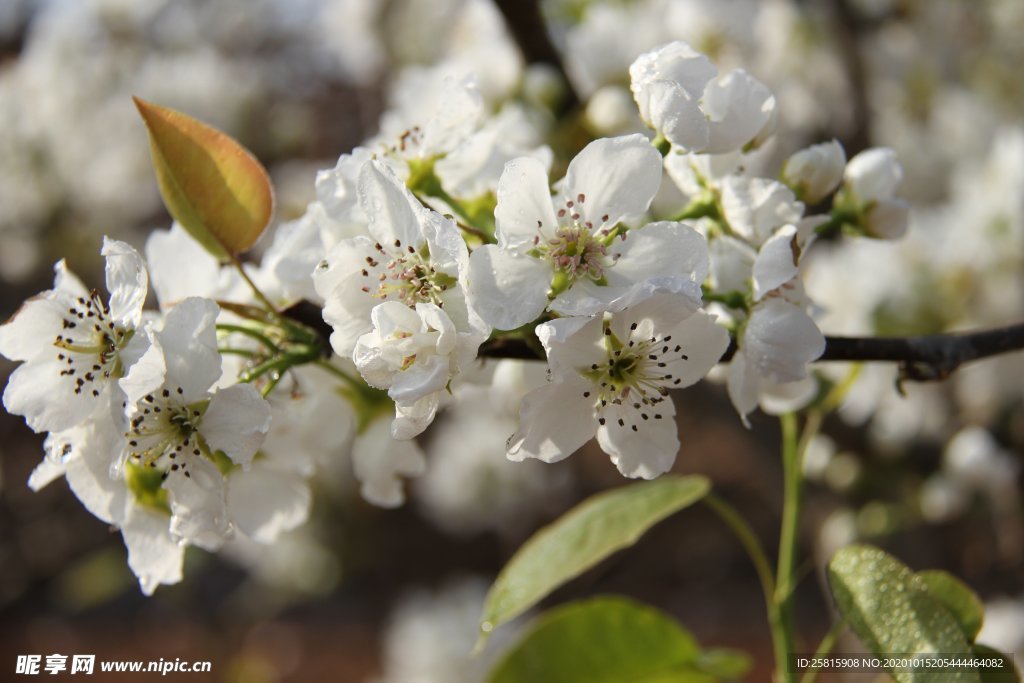 梨树花