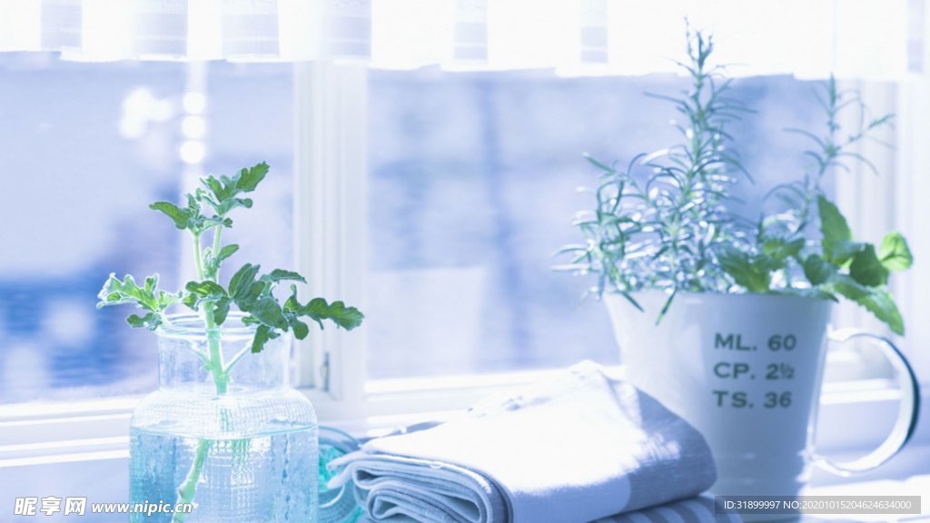窗台杯子植物唯美浅蓝图片