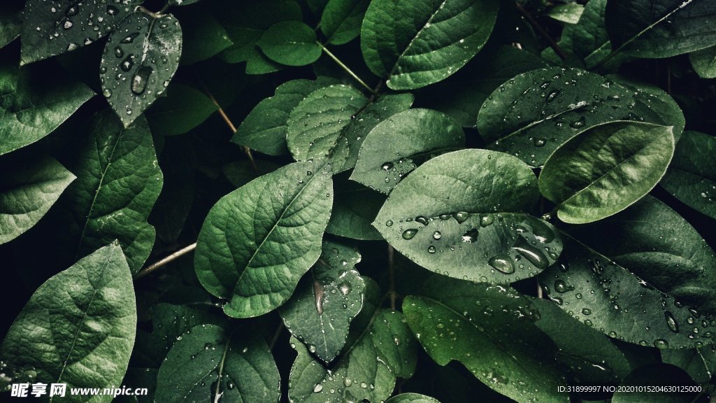 树叶深绿背景素材图片
