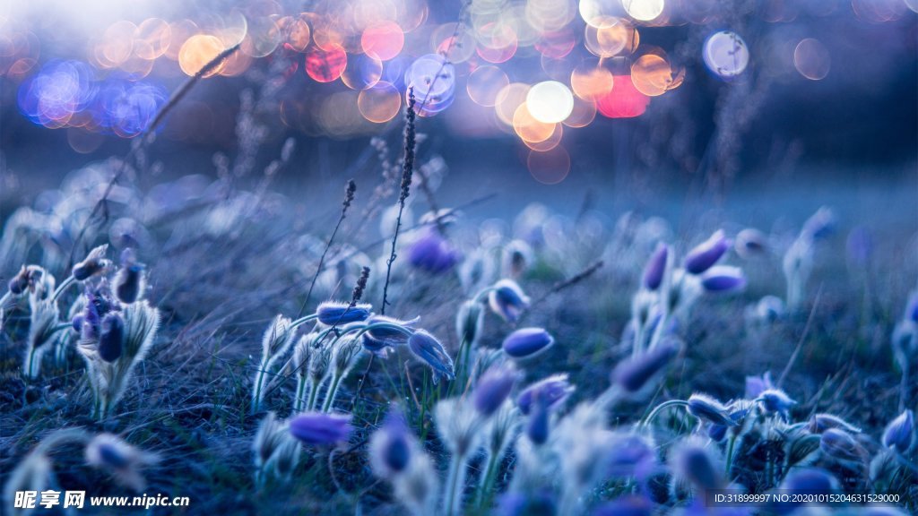 紫色梦幻灯光光晕小花图片