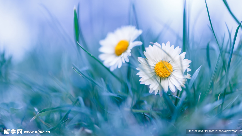 小雏菊小花蓝色背景壁纸