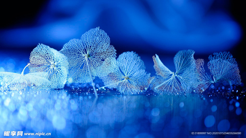 蓝色梦幻花朵茎干图片